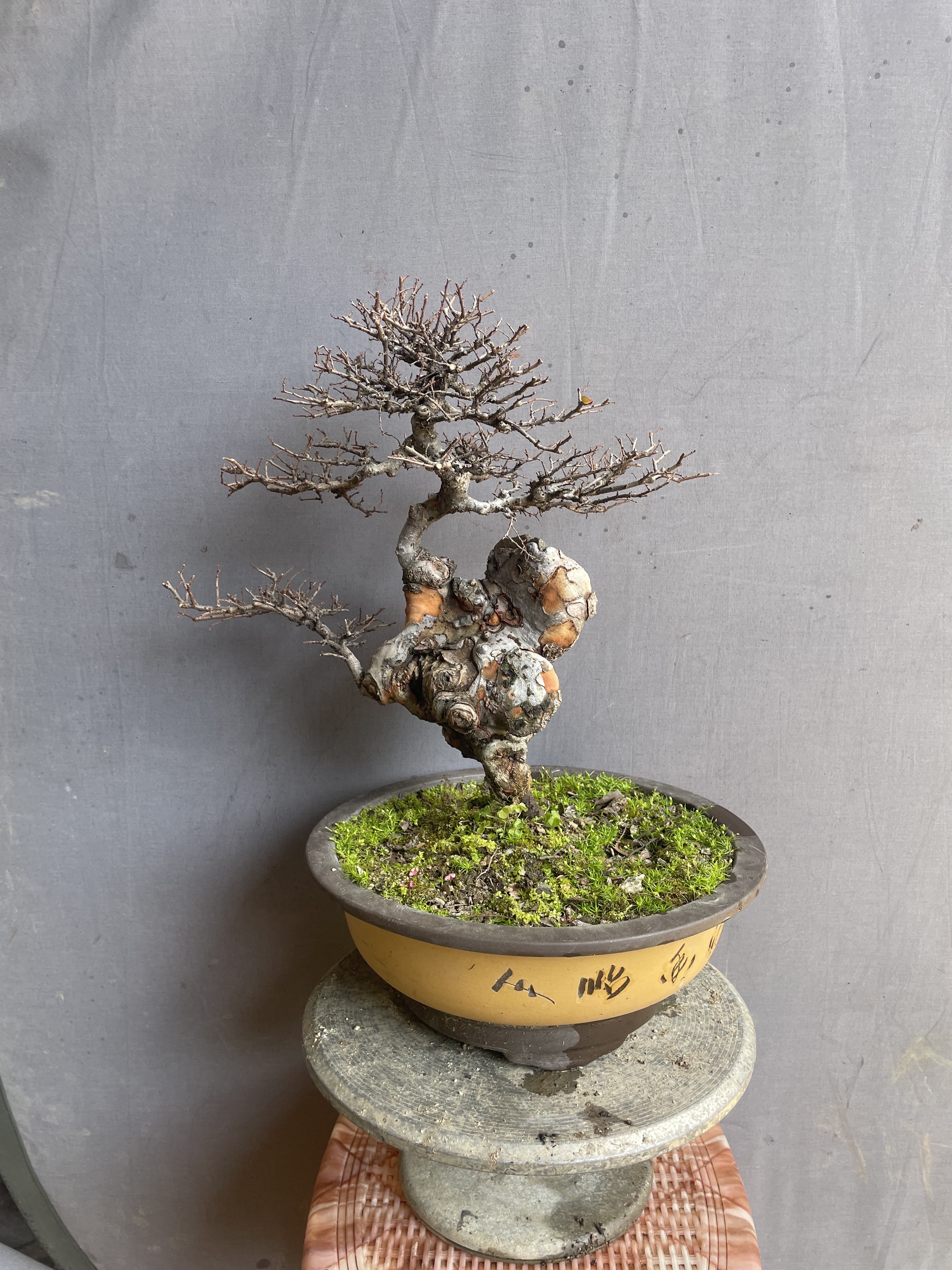 盆景客厅庭院阳台易活绿植