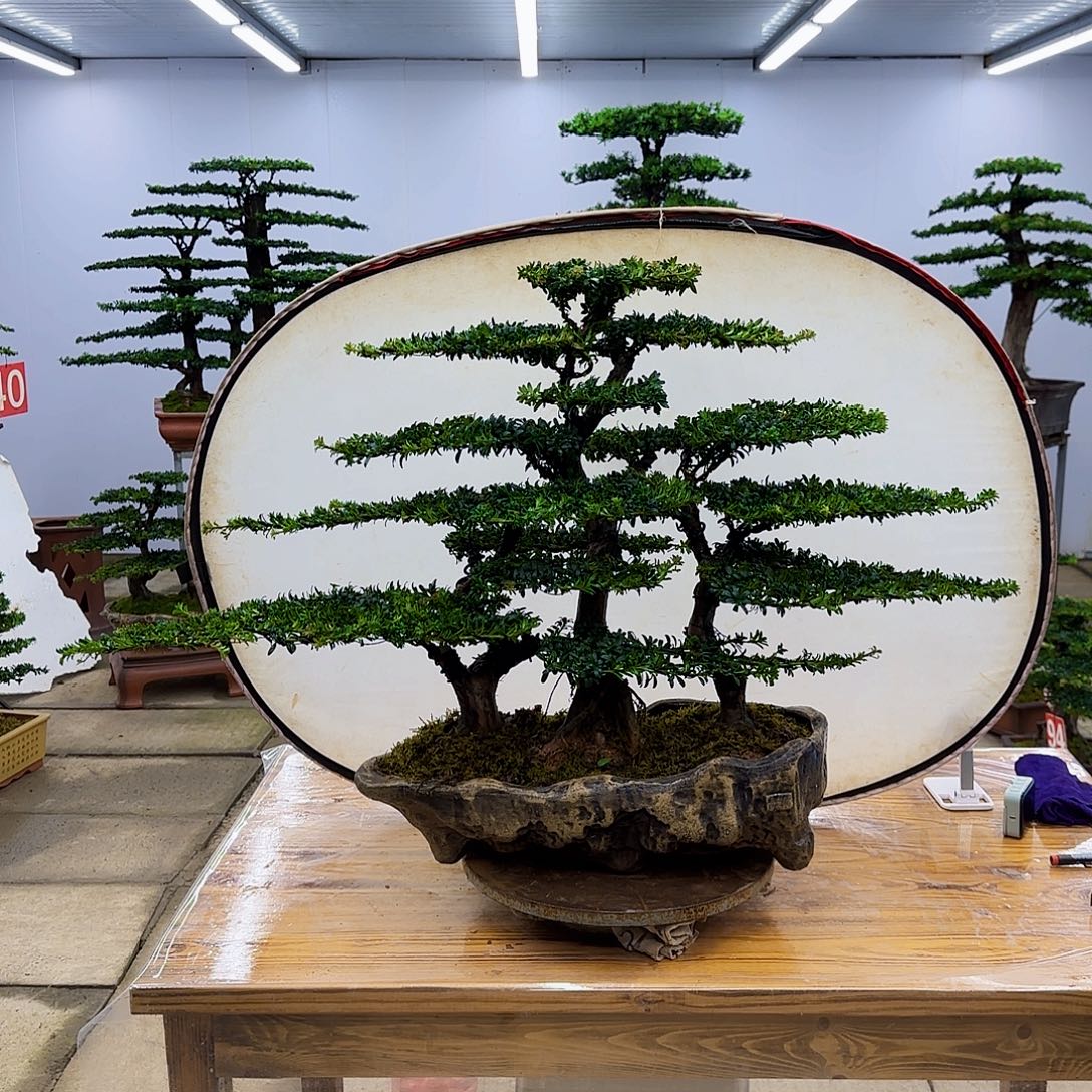 无花朵盆景直播间一物一拍