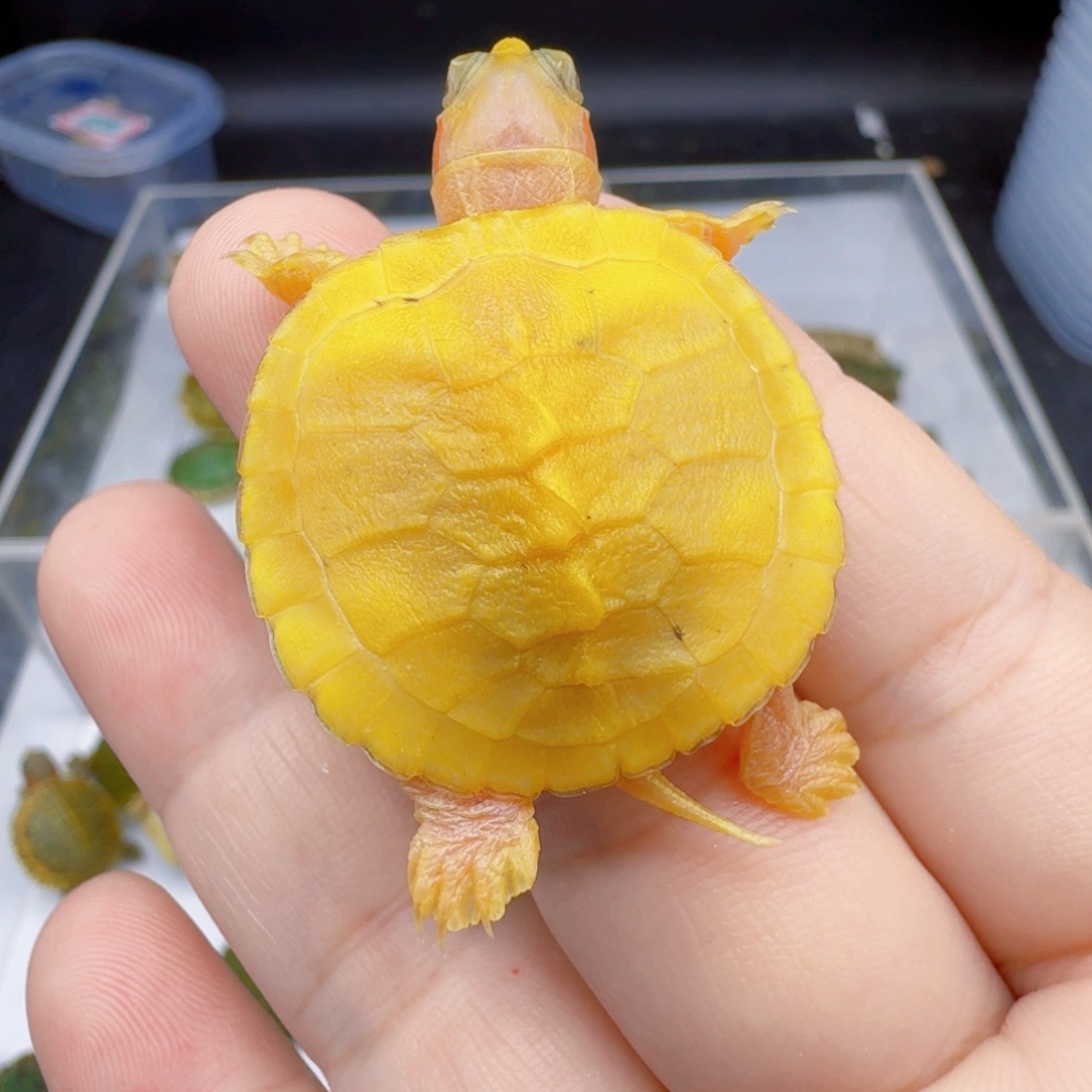不分公母巴西彩龟