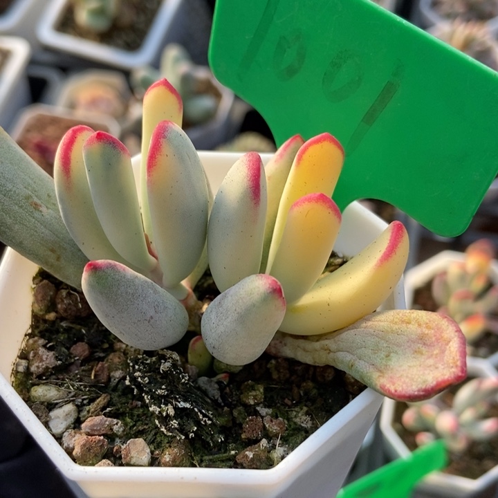 1001棒叶福娘多肉植物