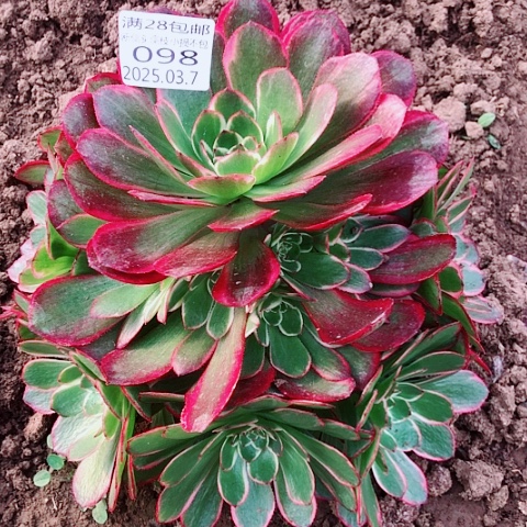 3.7-98粉花妖多肉植物