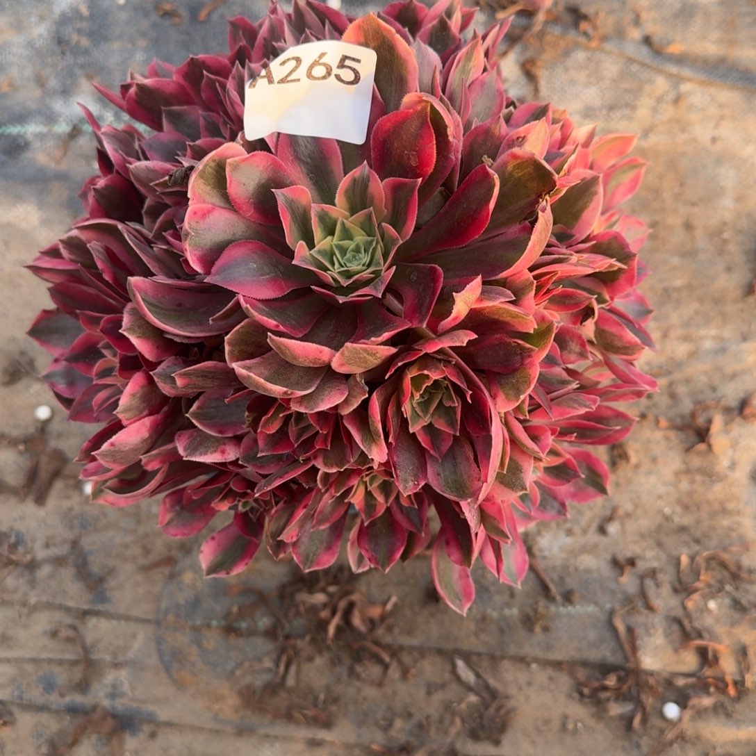 与***娇粉女妖一物一拍265