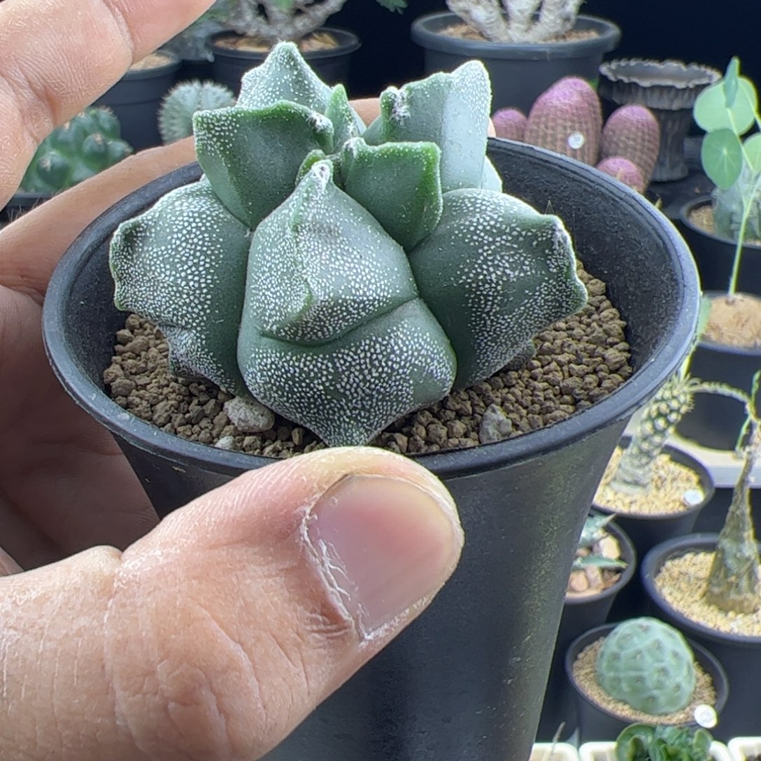 角尤鸾凤玉实生5.3一物一拍