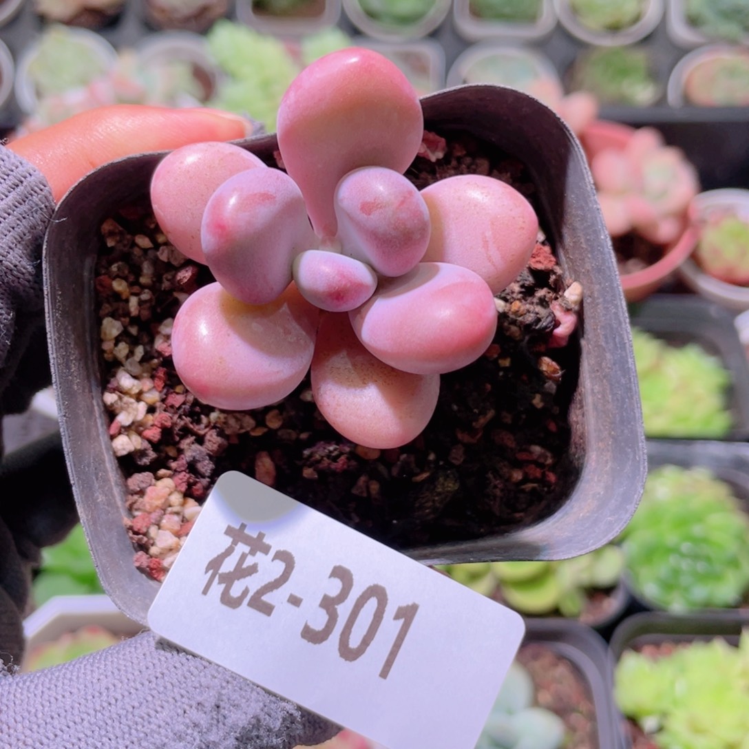 花利美2-301桃蛋