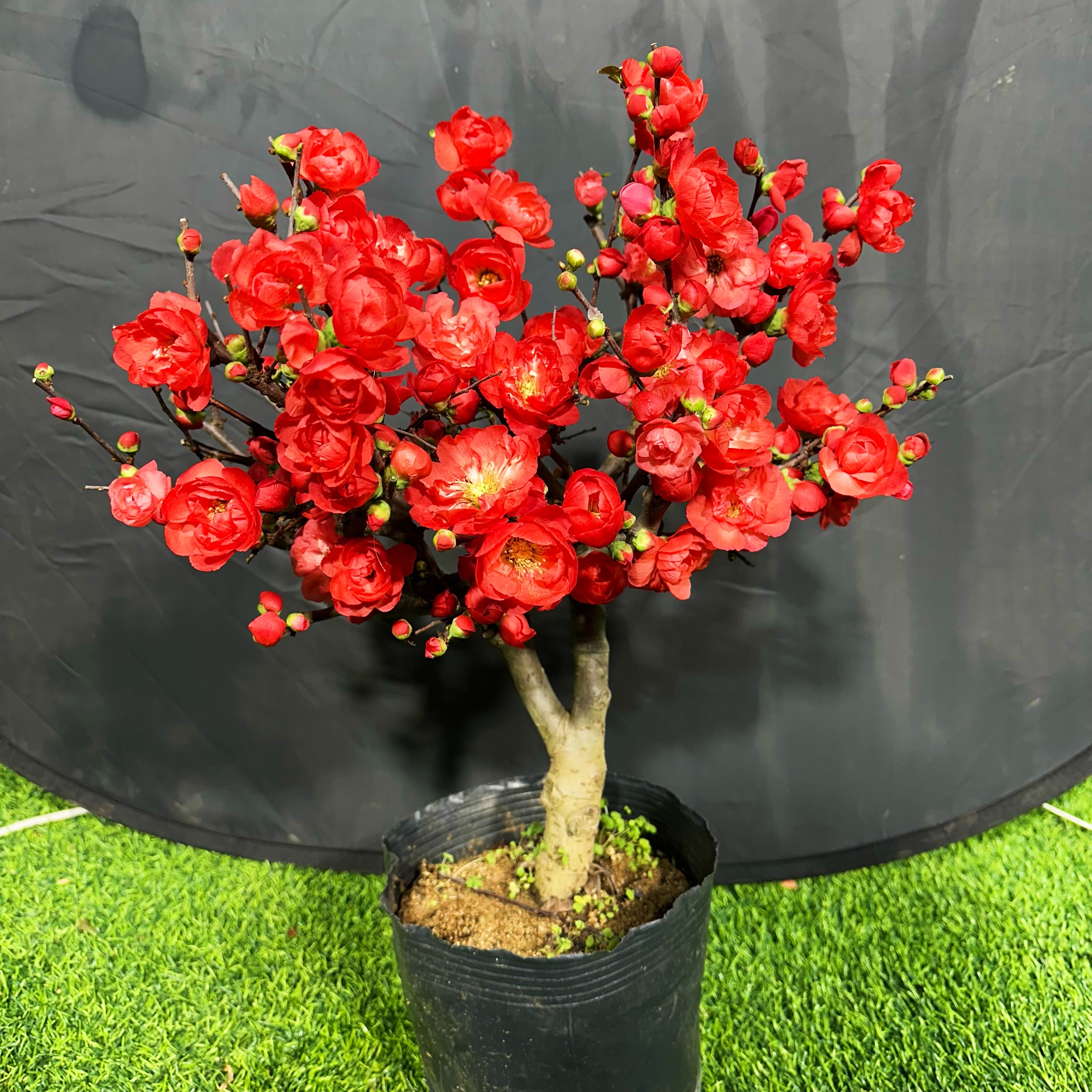 【玫瑰之约-牡丹之恋】稀少海棠盆景老桩 带花芽发货