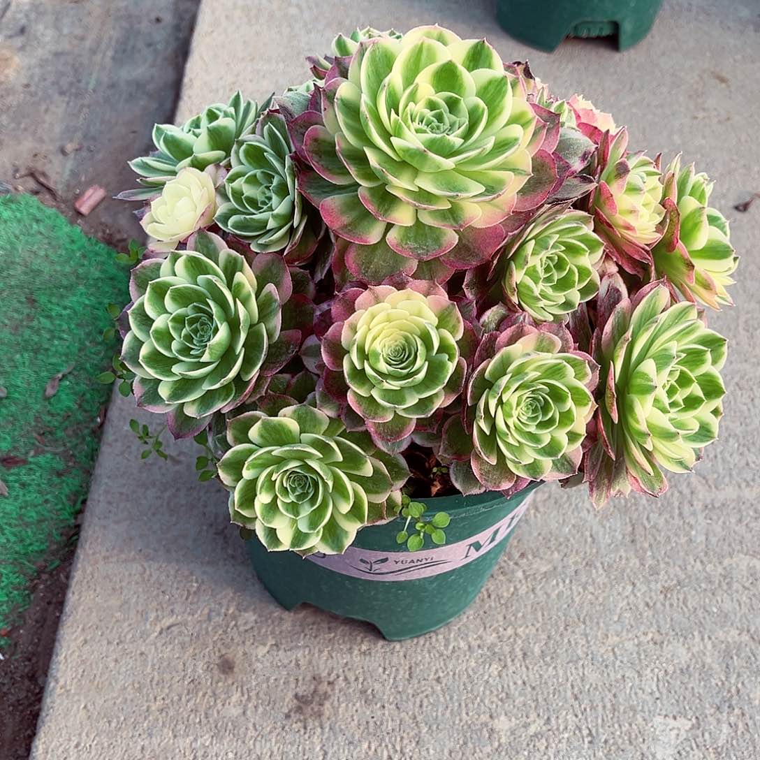 法师海王漂亮漂亮