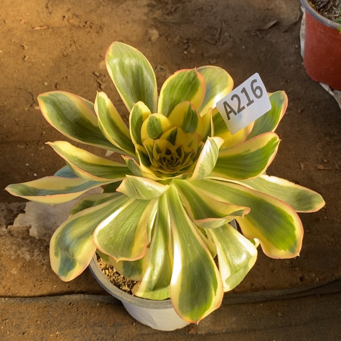 燕姿锦多肉法师216