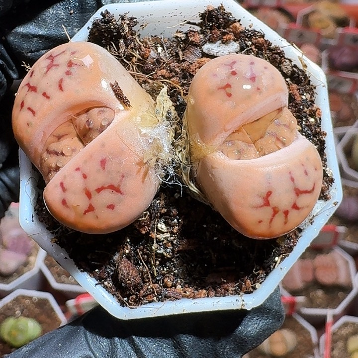 H***3生石花23:：。 129