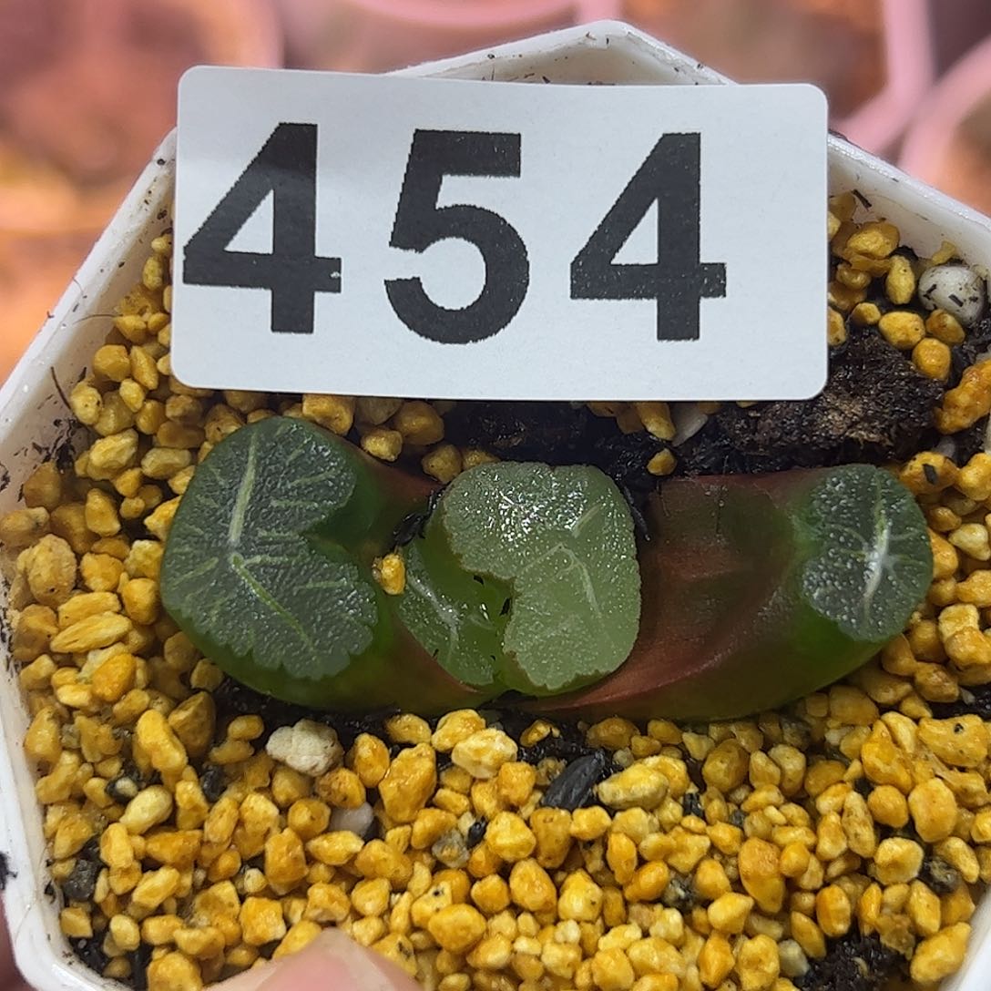 不死鸟万象十二卷多肉