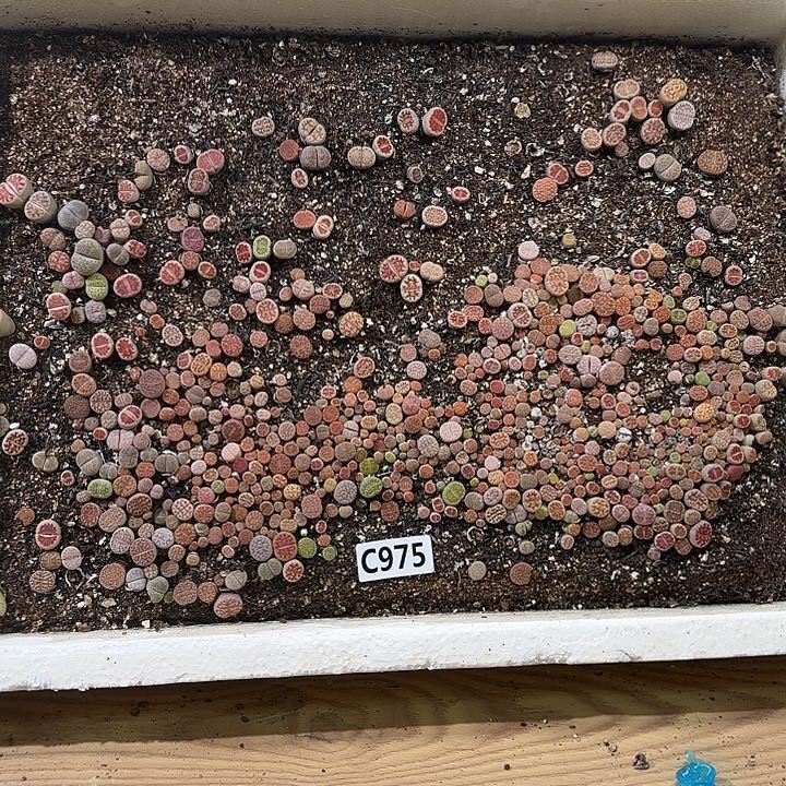 C975 生石花整箱脱土发货