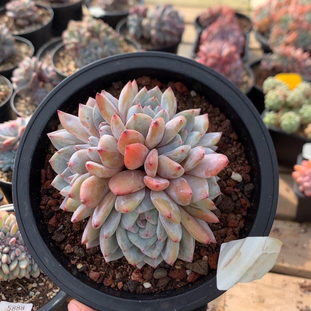 10厘米六头胸花橙子朵朵 鸡腿桩 5278