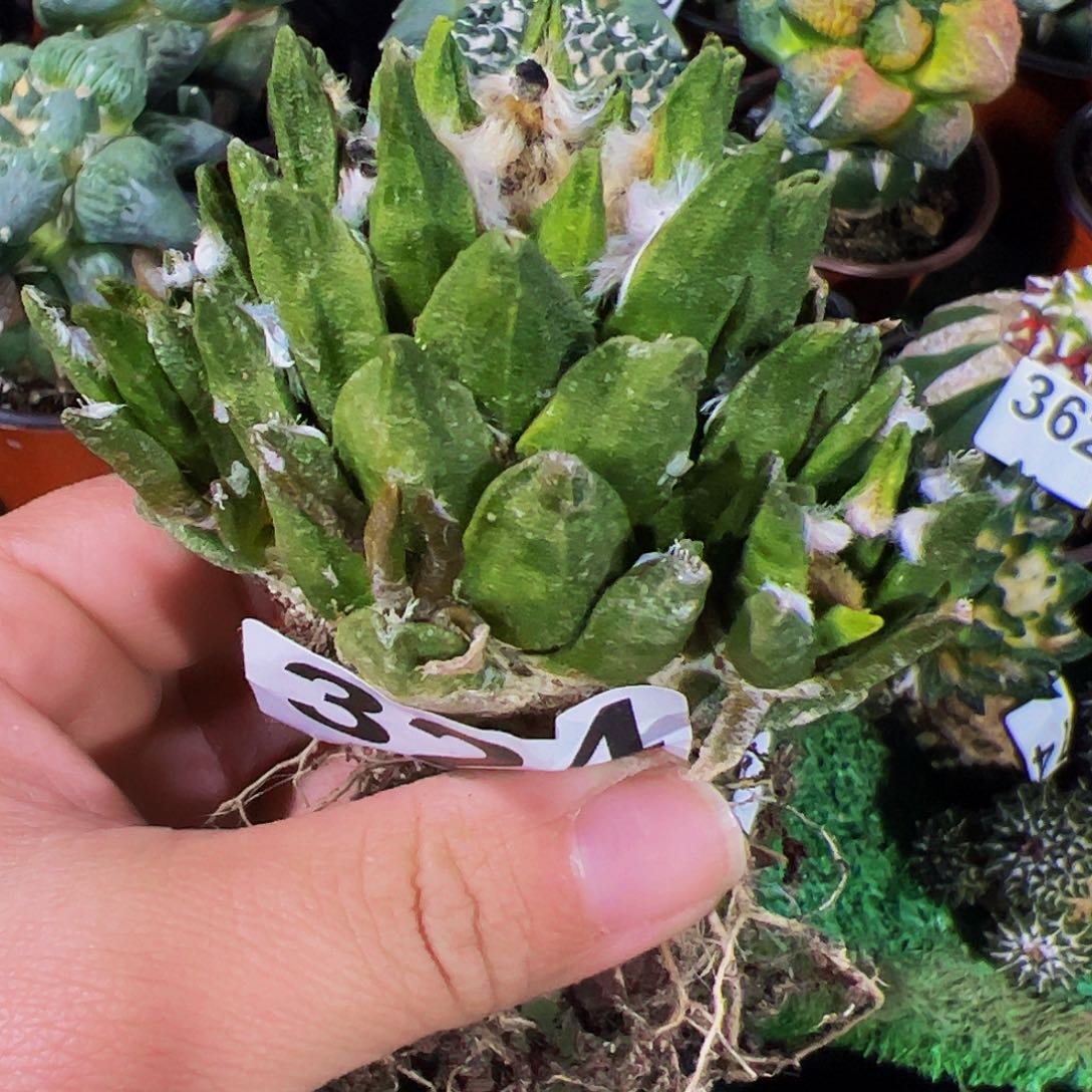 无花朵勃氏牡丹群木心根324