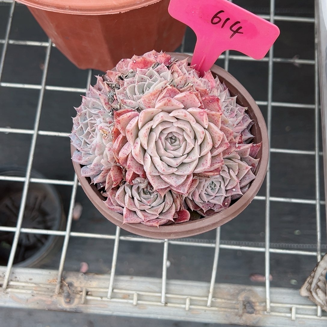 自****家614海琳娜多肉