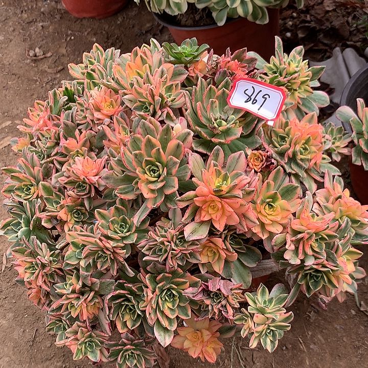 甜茶多肉植物869