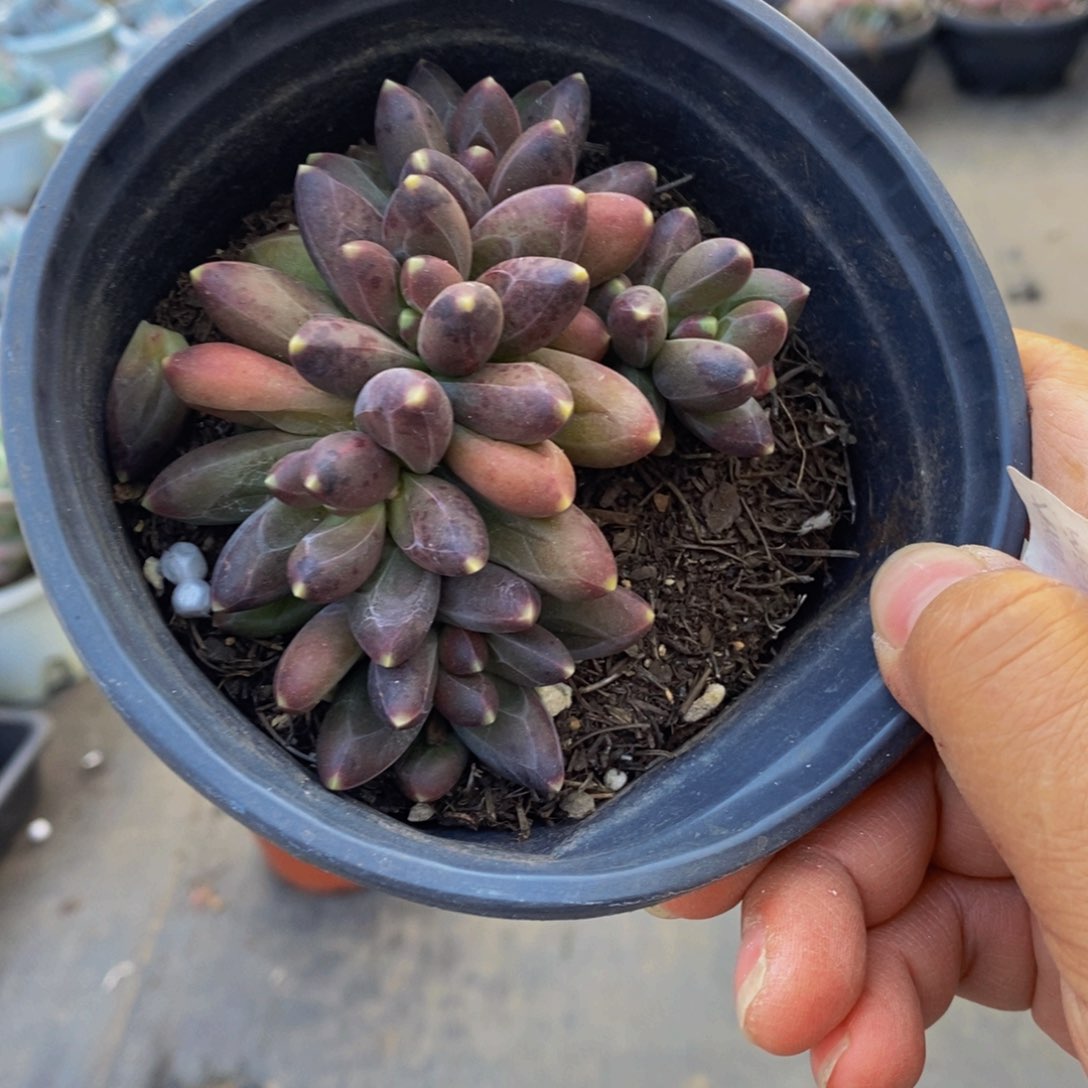 千代田之松精控120杯多肉