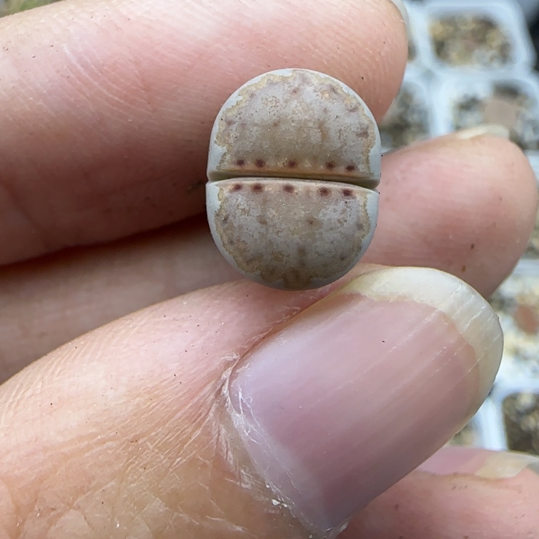 33二蜕饼干218 清框福利大棚直播30包邮