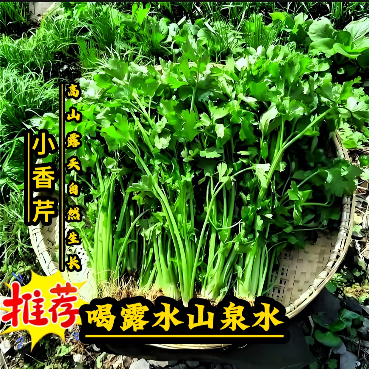 湘西高山露天自然生长小香芹芹菜
