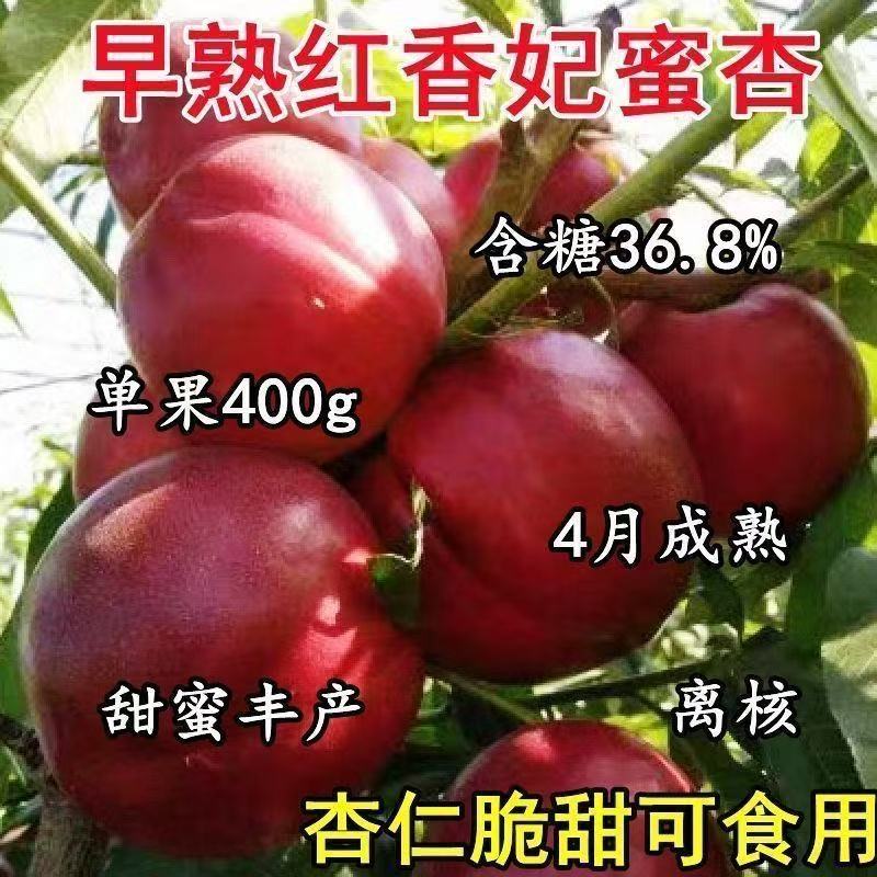 杏树苗 盆栽地栽 南北方均可种植