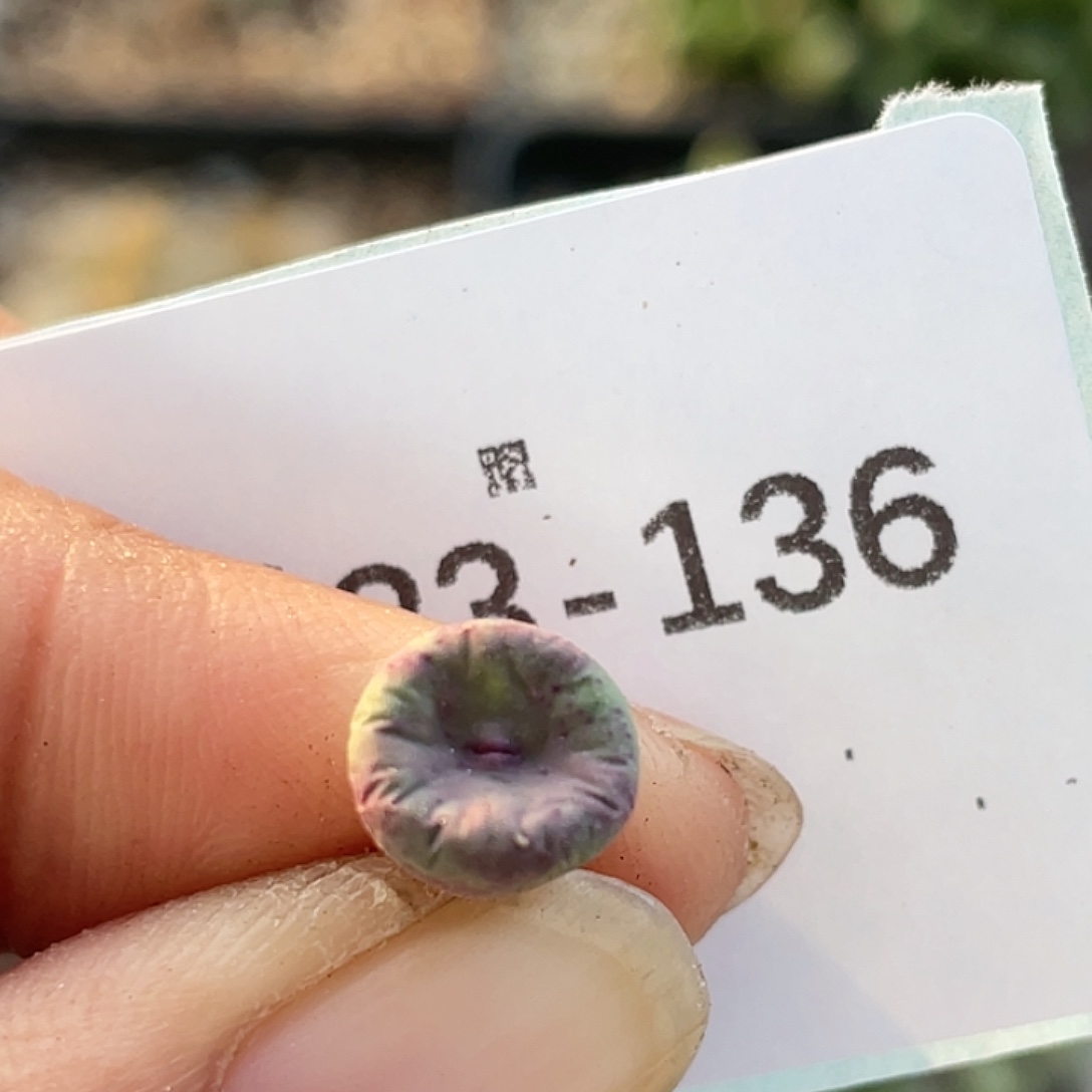 23-136嘴se多肉植物