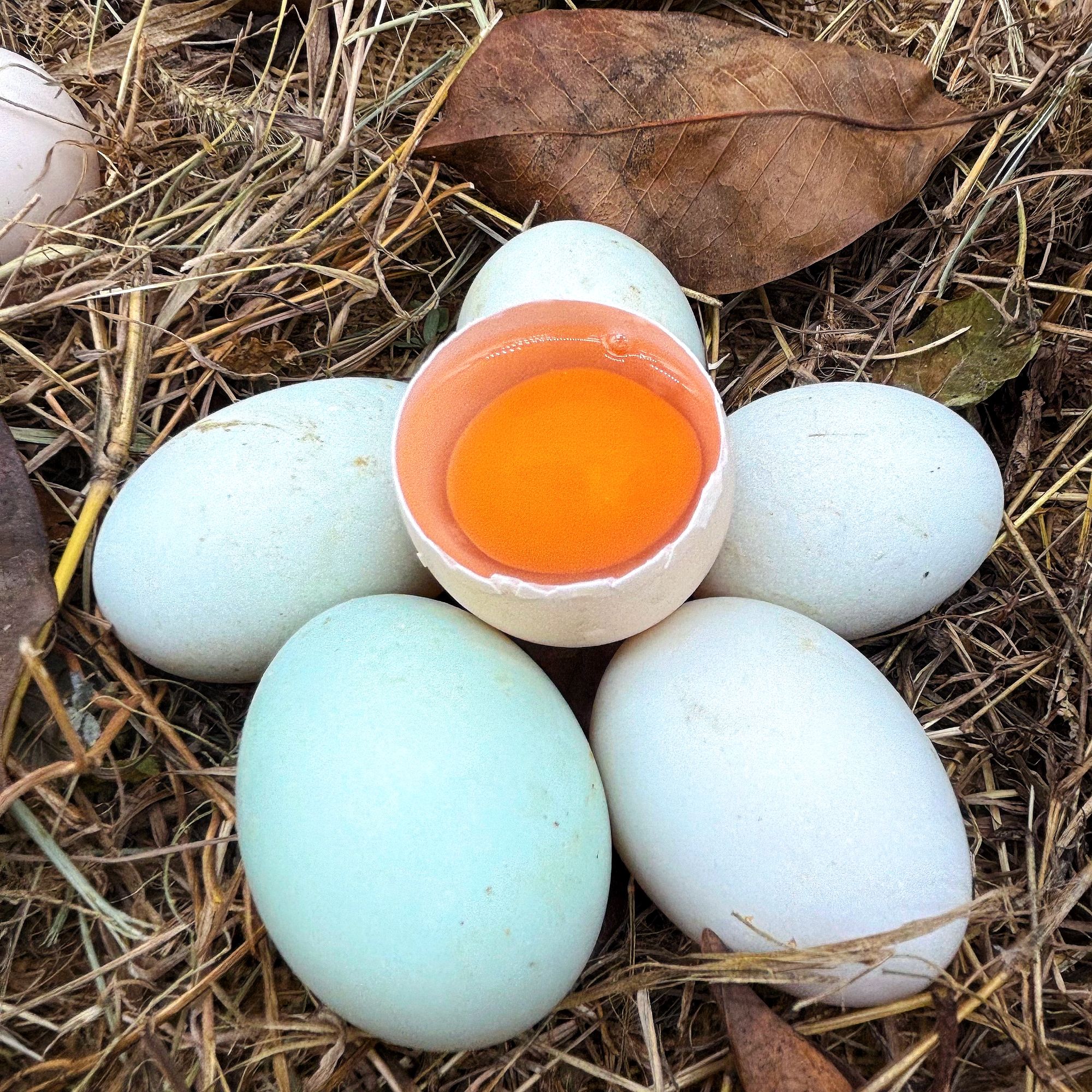 新鲜鲜鸭蛋正宗鄱阳湖散养的麻鸭土鸭蛋农家散养鸭蛋青皮白皮 
