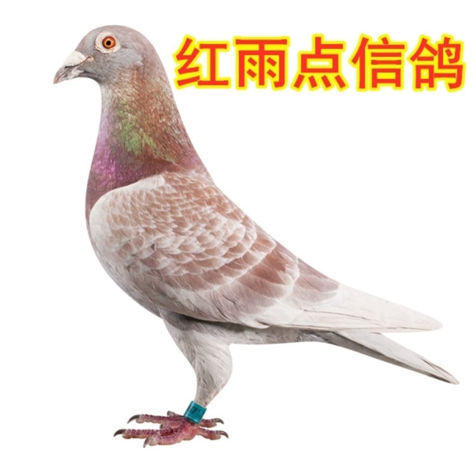 获奖赛鸽真正品血统种鸽