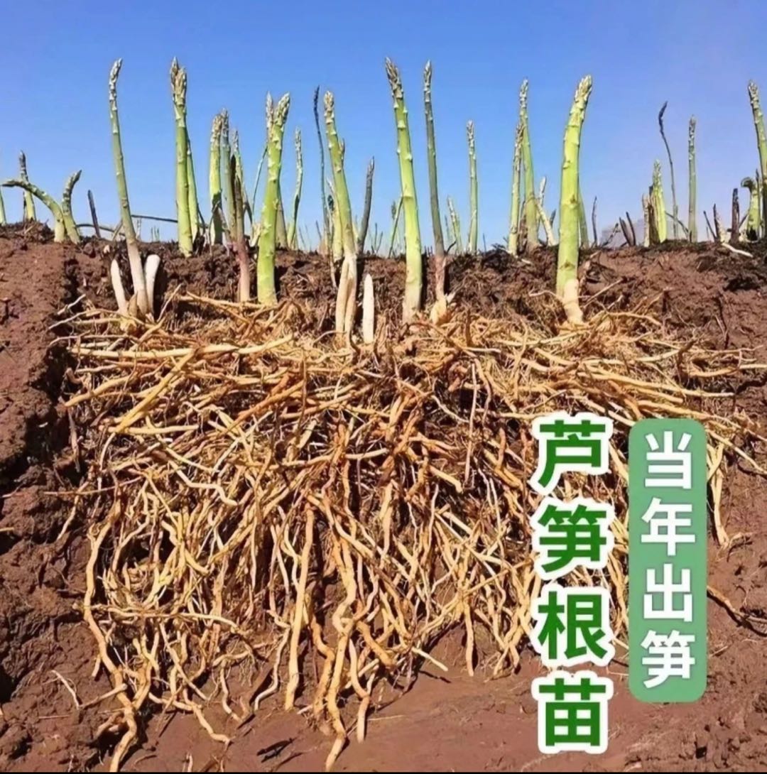 【带芽孢发货】绿芦笋种苗多年生耐寒旱四季阳台花盆种植简单包对版