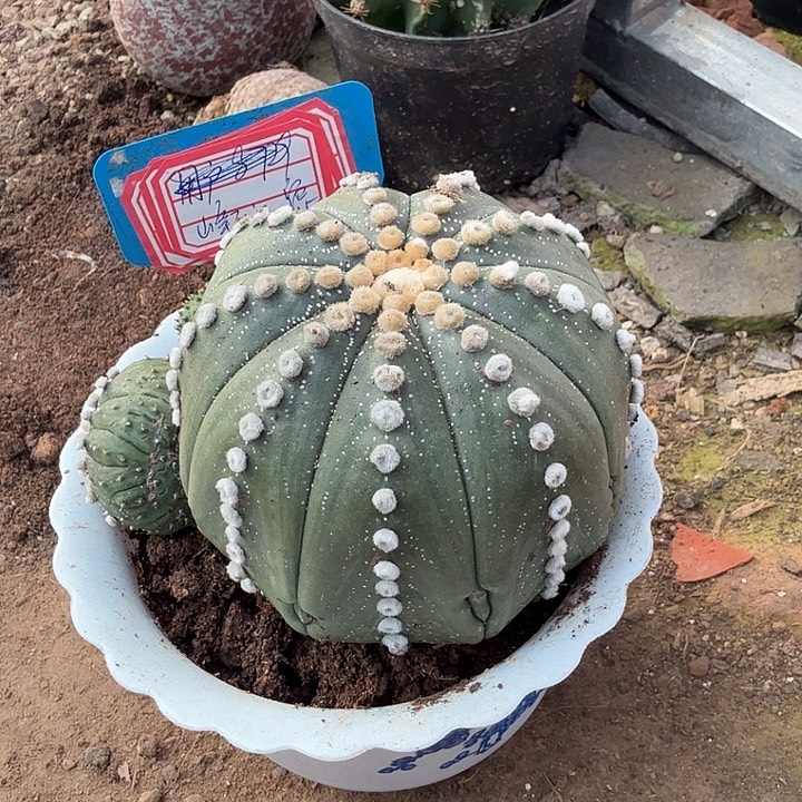 峰***c我在外面吃饭了哈