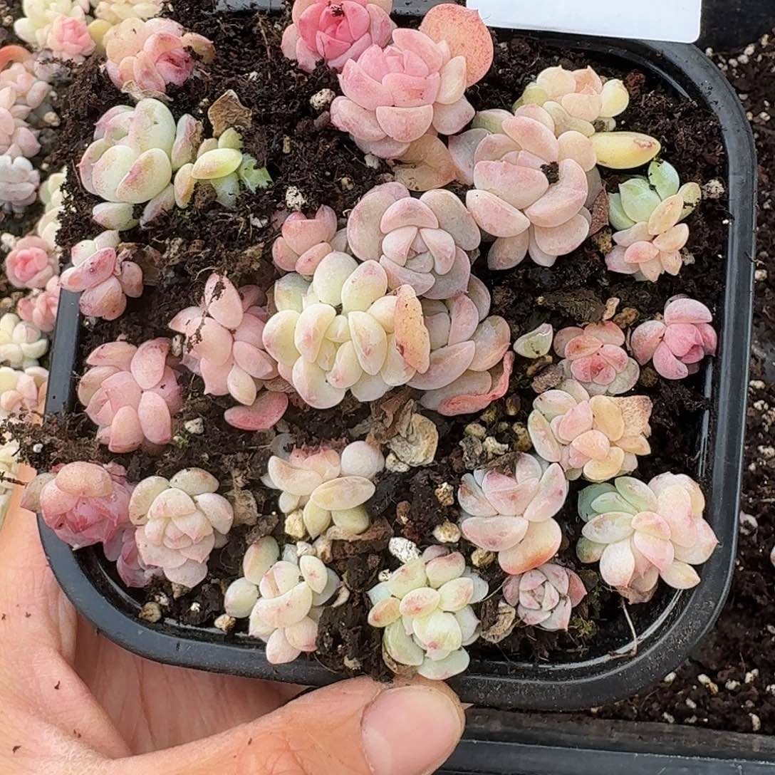 杂交新品珍妮多肉1455