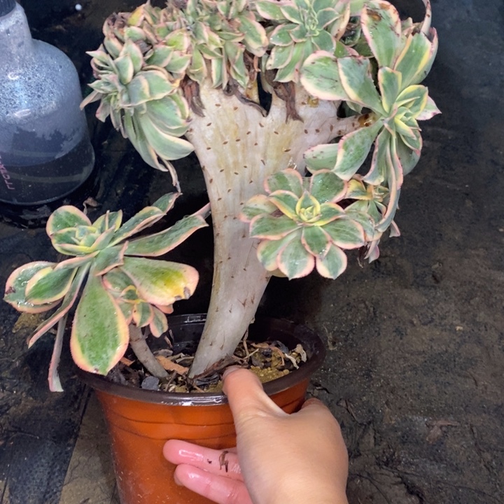 灿烂缀3多肉植物法师的