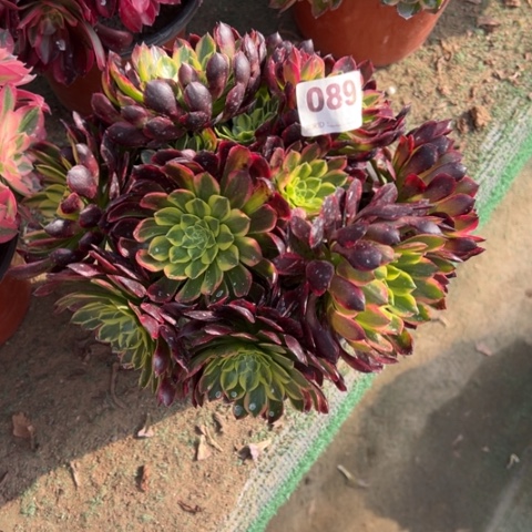 柠*089朝霞朵朵多肉