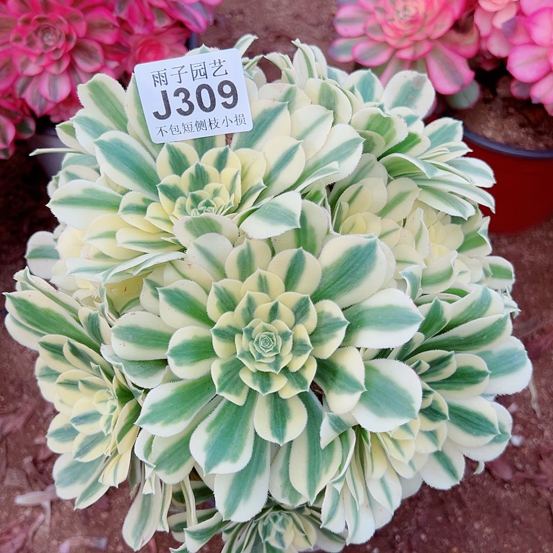 309迈巴赫尺寸28左右
