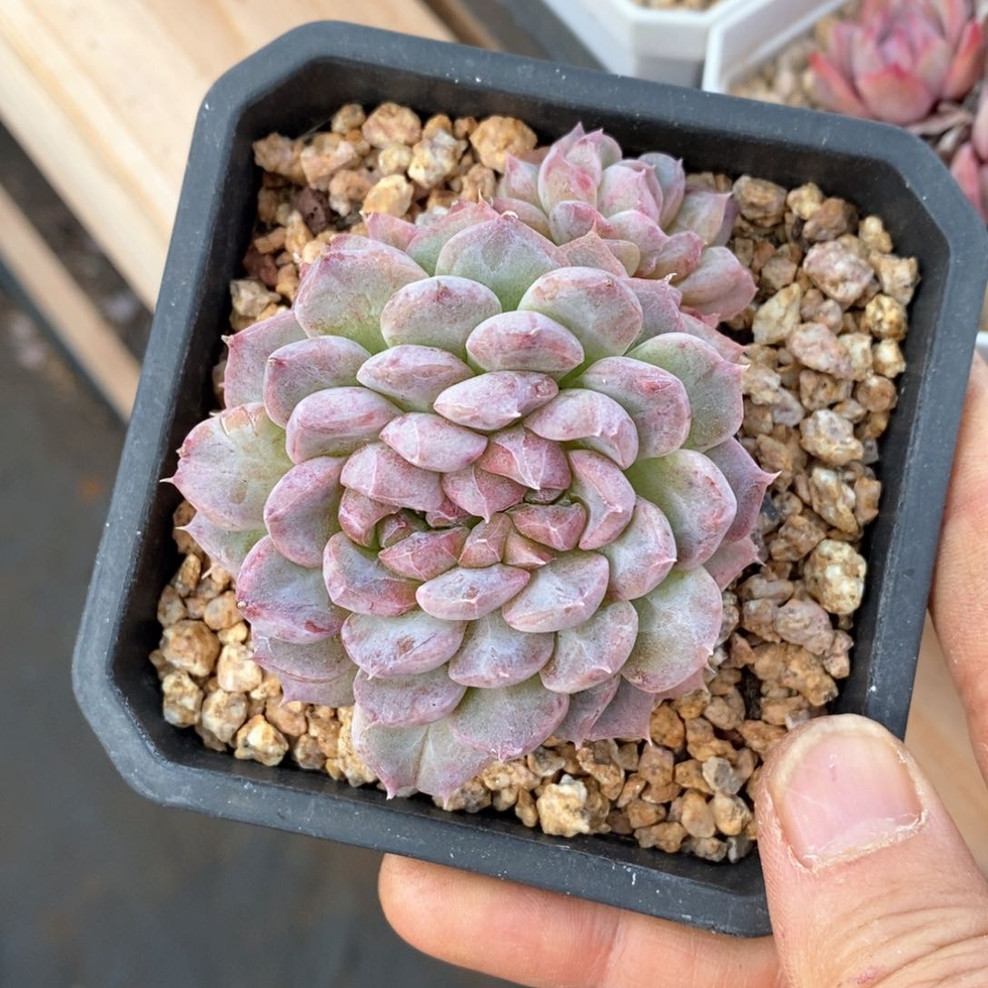 精品多肉一物一拍不包整140