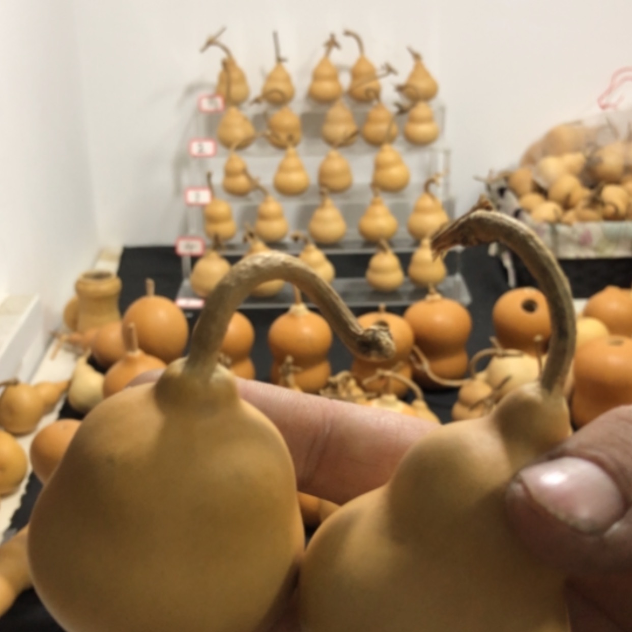 【闪购商品】L****?小葫芦