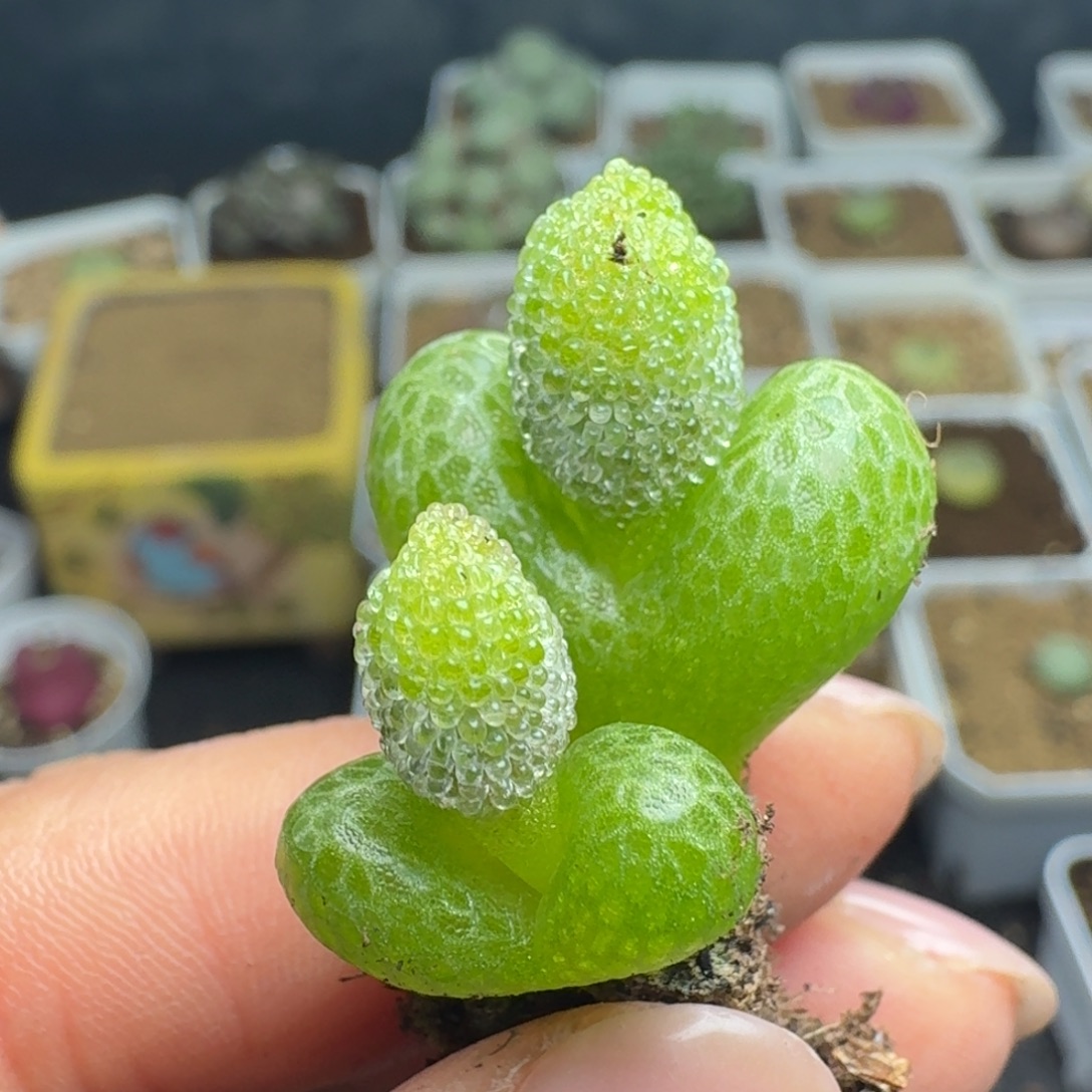 2295一颗双头妖奇玉