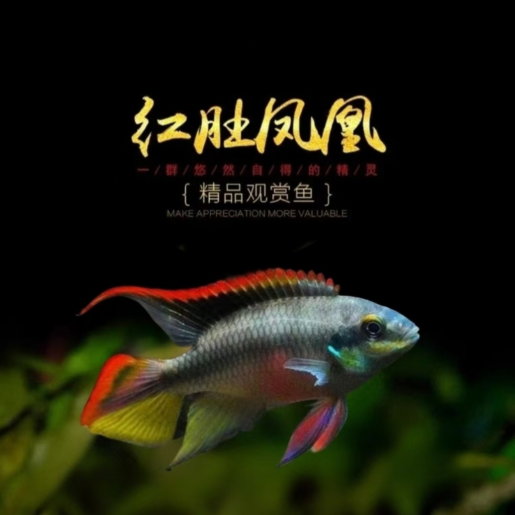 红肚凤凰鱼南美西非短鲷慈鲷鱼热带观赏鱼荷兰蓝肚红肚凤凰鱼活体