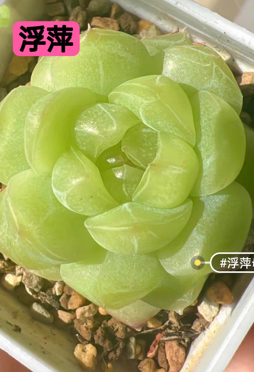 浮萍多肉状态图哦