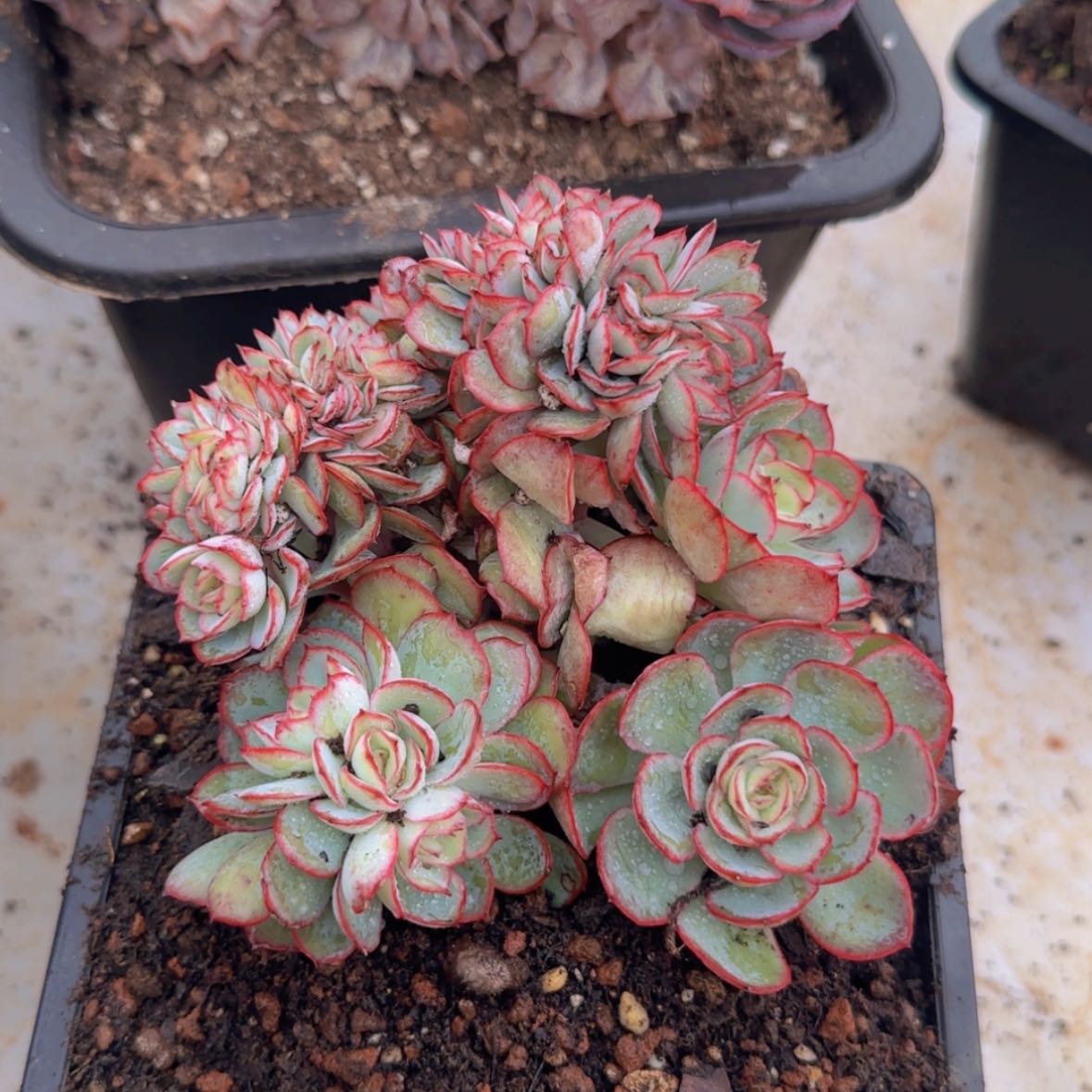 【闪购商品】牡丹亭小树49.9