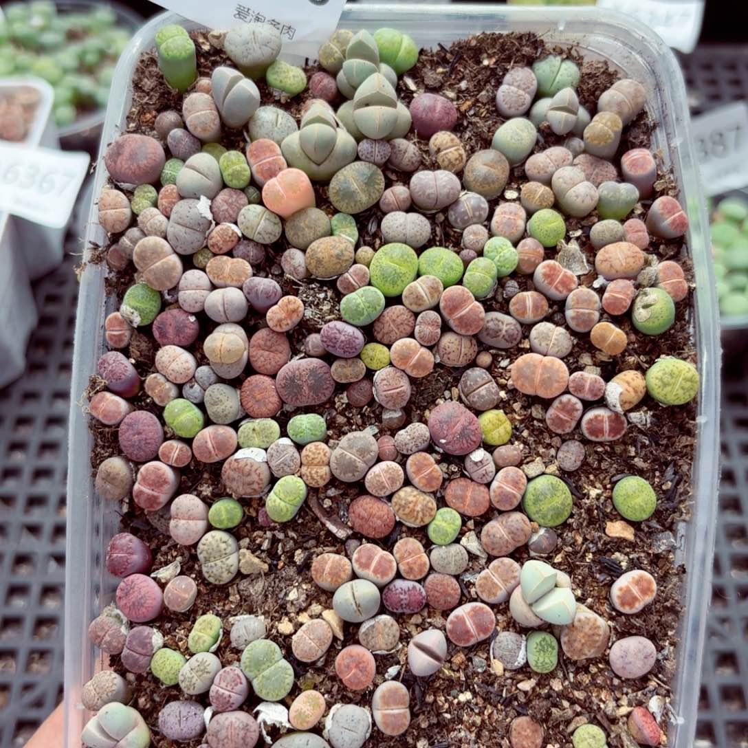 6398—生石花 生石花