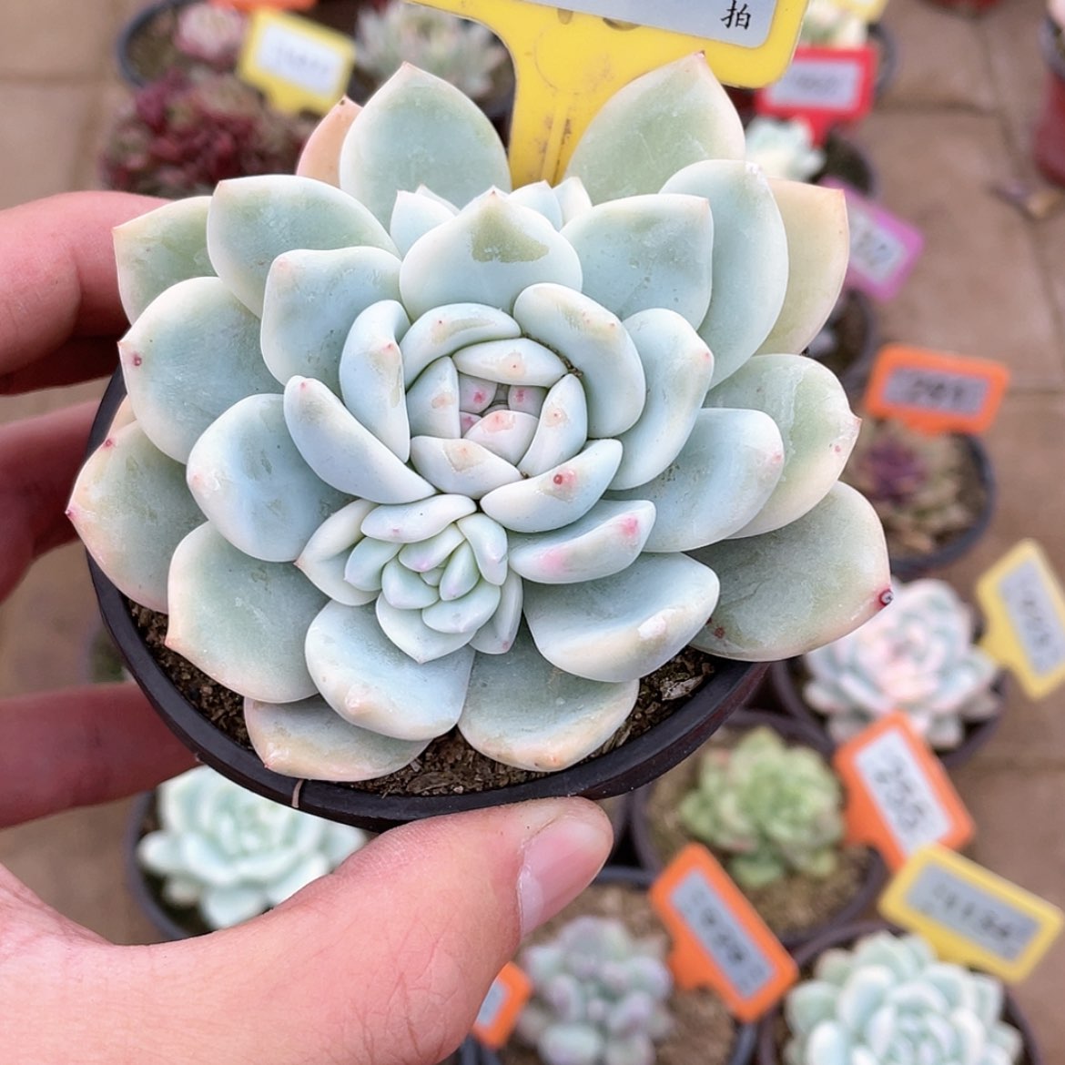 【闪购商品】1325号