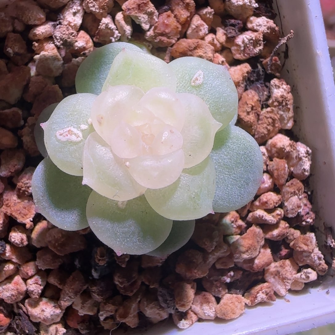 A***924-6福利无烬月单头