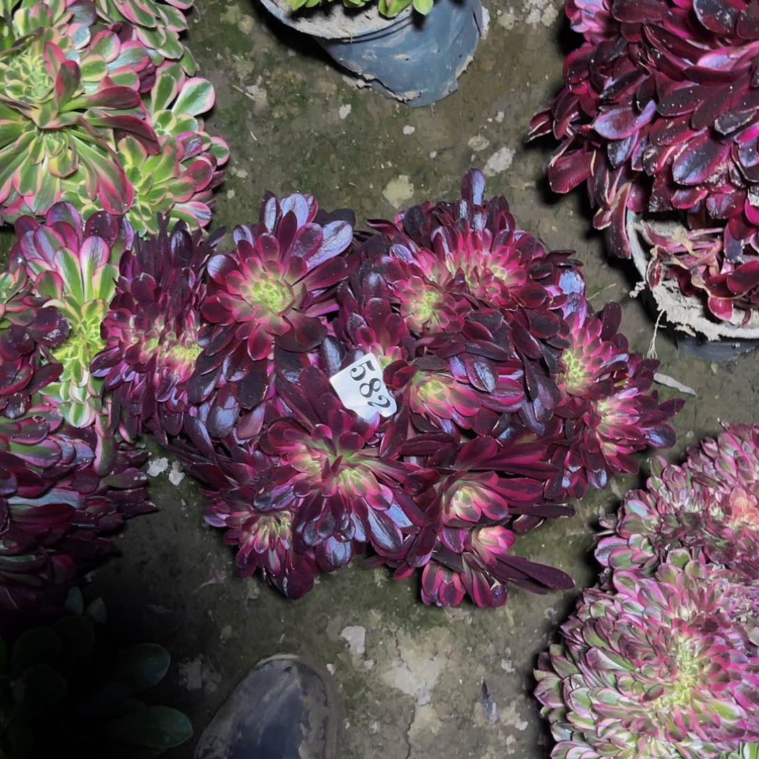 美杜莎法师缀6-27