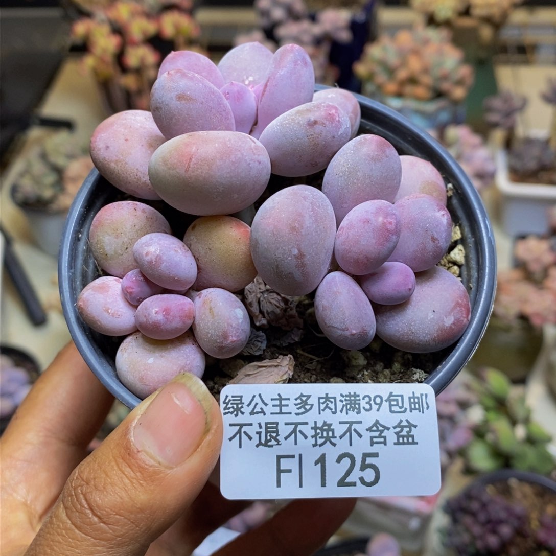 125蛋黄奶多肉7cm