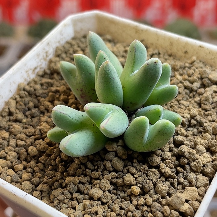 佳人园艺多肉生石花猪蹄40