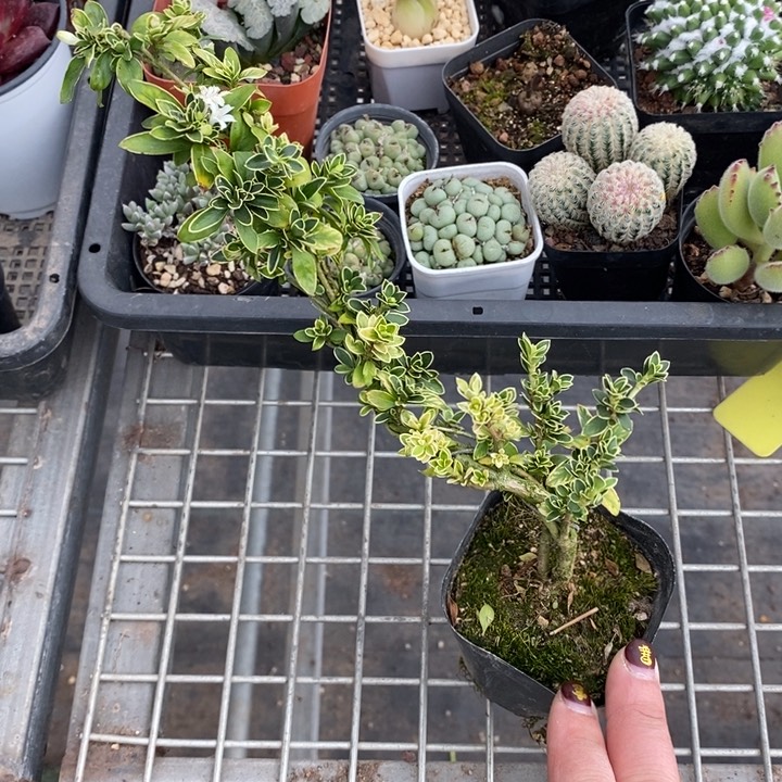 伯克利和格蕾纳等著名音乐家