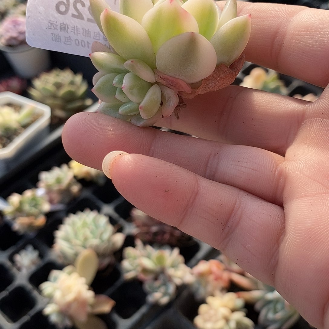 1226梦露锦多肉植物哇啦塞
