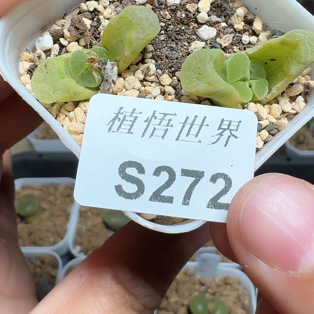 272号多肉植物哇f g