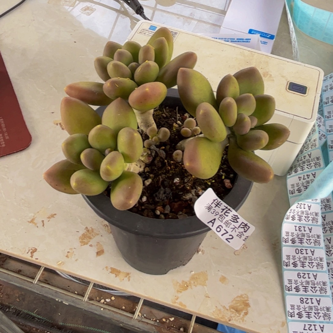 秋***夕672芒果奶10cm多肉植物