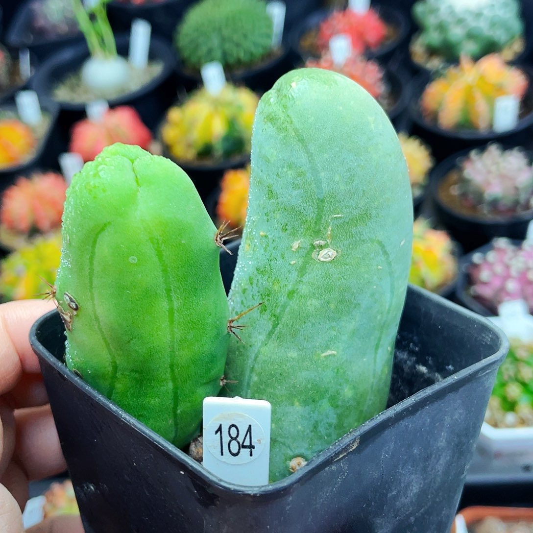 非偏远地区满25包邮仙人球裸根