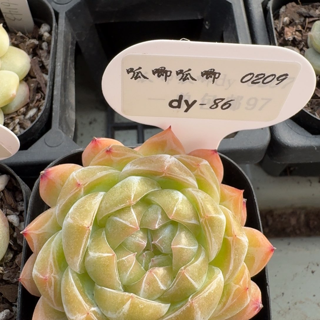 红陶0209-086-编号