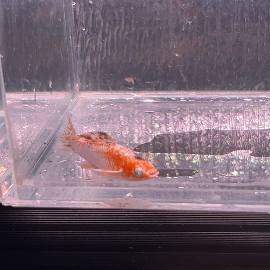 孔雀鱼玛丽崽一条